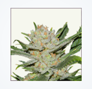 Gelato feminized marijuana seeds